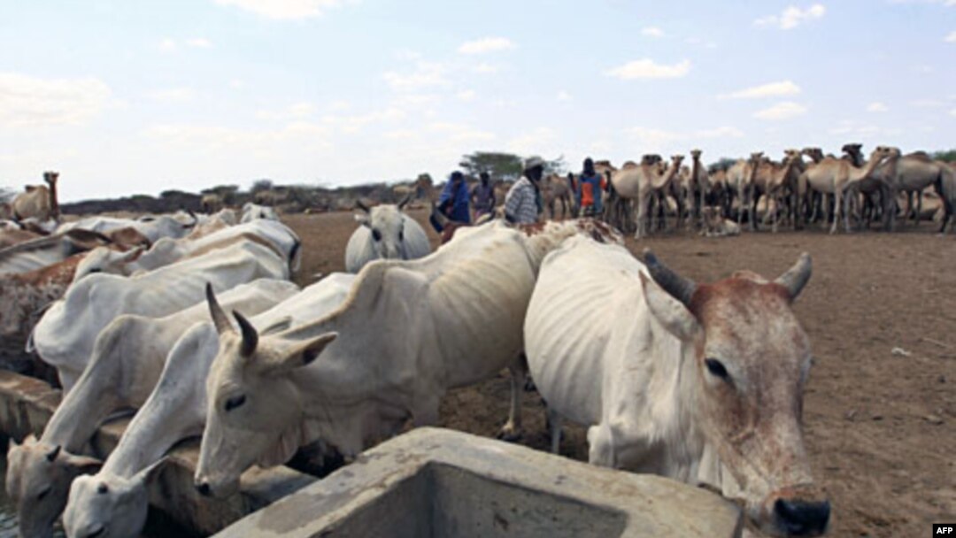Keniya-Somali chegarasi. Qurg'oqchilikdan uy hayvonlari ham aziyat chekmoqda