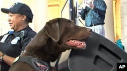 Levy is one of the dogs that make up Amtrak's 48 K-9 units