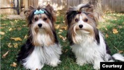 A pair of Biewer terriers. Courtesy of the Biewer Terrier Club of America and The American Kennel Club