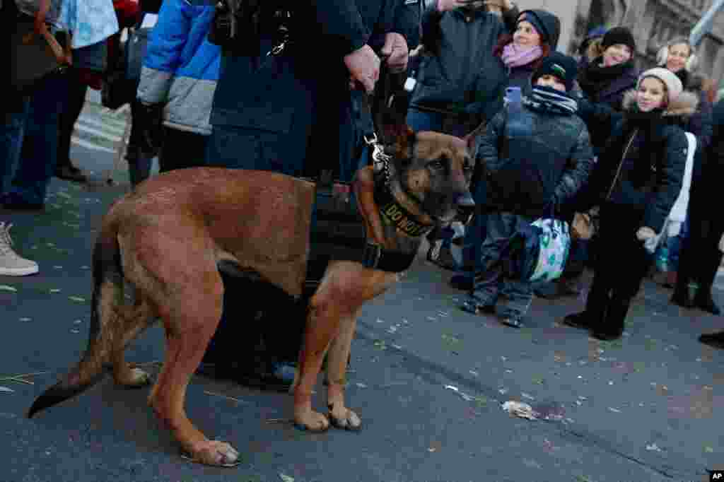 Este año, hay un refuerzo de apoyo canino, por parte de las autoridades. Hay mayor cantidad de perros acompañando el desfile para detectar cualquier amenaza durante el evento y garantizar la seguridad.