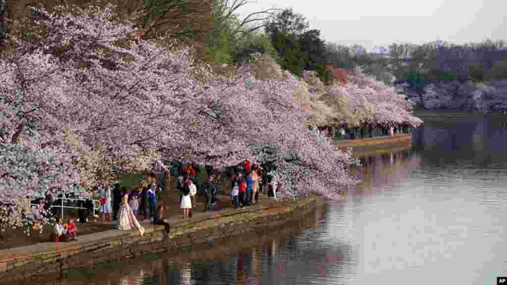 華盛頓春和景明，潮汐湖波瀾不驚，櫻花時節，日出時分，人們在賞花賞湖（2017年3月24日）。
