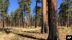 FILE - This Sept. 27, 2017, file photo, shows charred trunks of Ponderosa pines near Sisters, Ore., months after a prescribed burn removed vegetation that could start a wildfire. (AP Photo/Andrew Selsky, File)