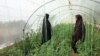 وزارت زراعت به بیش از سی‌هزار زن باغچه‌های خانگی ساخته است
