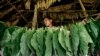 HRW: Indonesian Children Endangered Working in Tobacco Fields