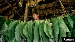 A worker prepares tobacco leaves for drying in Deli Serdang district in Indonesia's North Sumatra province, May 24, 2010. 