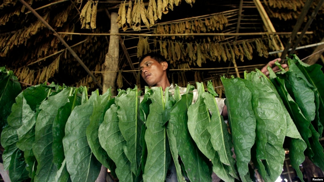 Seorang pekerja tengah menjemur daun tembaku di Deli, Sumatra Utara (Foto: dok). 