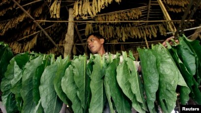 HRW: Indonesian Children Endangered Working in Tobacco Fields