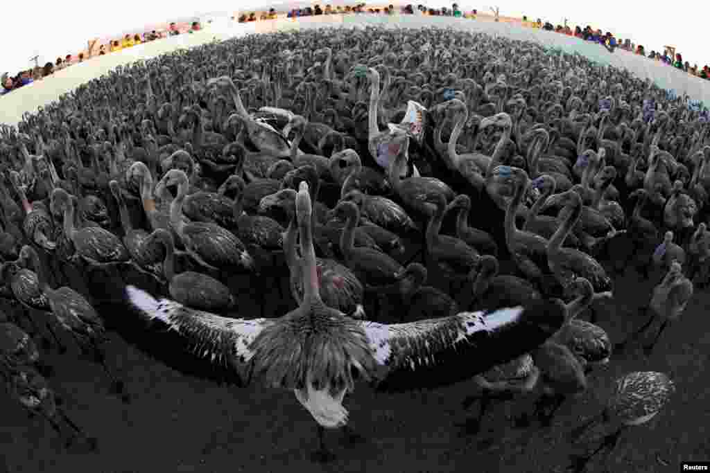 Volunteers stand around flamingos gathered in a corral at a lagoon in the Fuente de Piedra natural reserve, near Malaga, southern Spain, July 29, 2017.