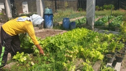 Seorang pekerja memanen sayuran organik di green house Gubug Lazaris, Pare, Kediri. (Foto: VOA/Petrus Riski) 