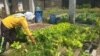 Seorang pekerja memanen sayuran organik di green house Gubug Lazaris, Pare, Kediri. (Foto: VOA/Petrus Riski) 