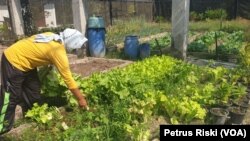 Seorang pekerja memanen sayuran organik di green house Gubug Lazaris, Pare, Kediri. (Foto: VOA/Petrus Riski) 