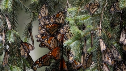 Monarch Butterfly Population Declines in Mexico