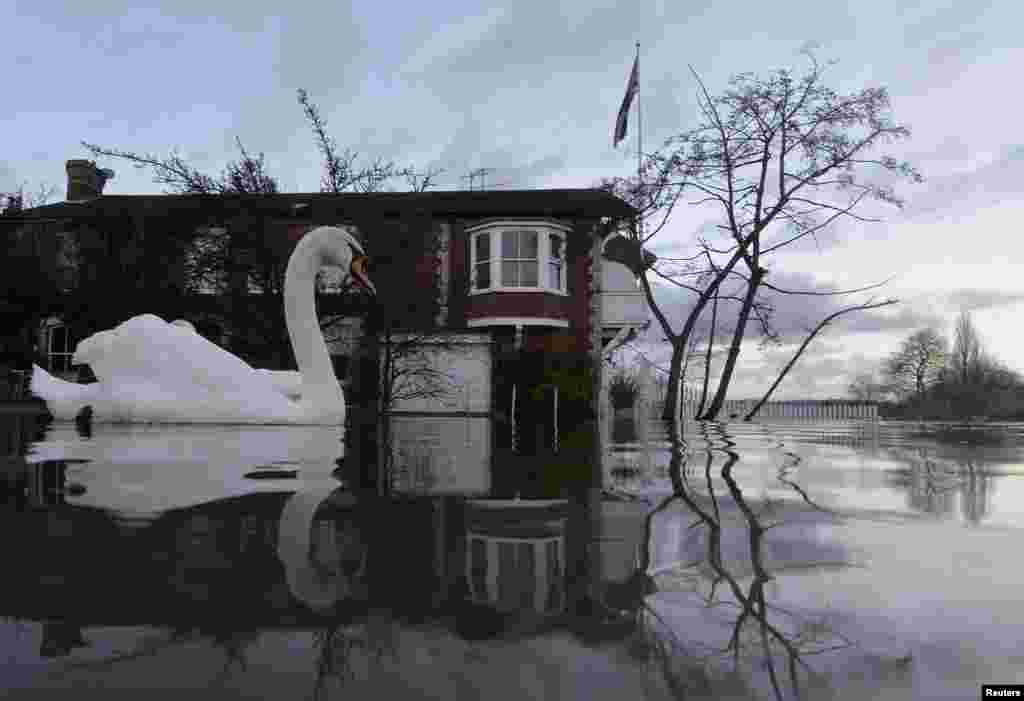 Swans swim near riverside properties partially submerged in floodwaters at Henley-on-Thames in southern England. More than 1,700 homes and businesses have been affected by the floods in England since late December, Jan. 13, 2013.