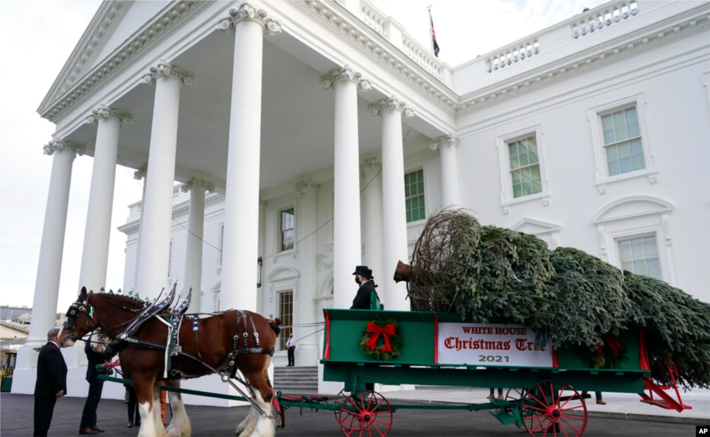 El Árbol de Navidad de la Casa Blanca de 2021 es entregado en la Casa Blanca después de ser recibido por la primera dama Jill Biden, el 22 de noviembre de 2021.