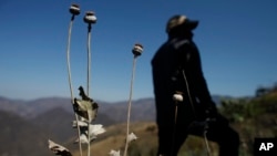 A man stands in a poppy field in the Sierra Madre del Sur mountains of Guerrero state, Mexico. A Mexican army general said, March 15, 2017, his forces are increasingly coming under fire from drug traffickers protecting opium poppy fields in Oaxaca state.