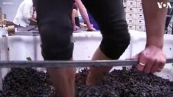 Volunteers Crush Grapes at London Winery