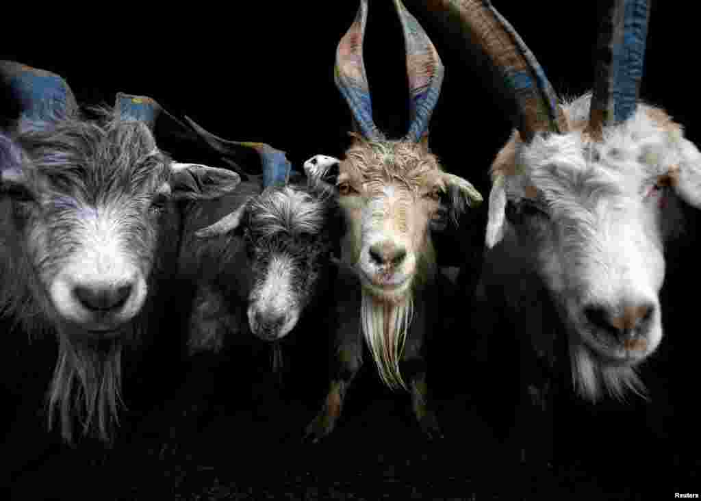 Goats wait to get unloaded from a vehicle at a livestock market during Dashain, the biggest religious festival for Hindus in Nepal, in Kathmandu, Nepal.