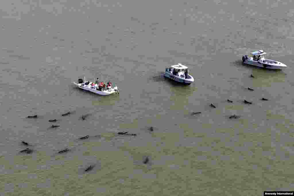 Officials in boats monitor the scene where dozens of pilot whales are stranded in shallow water in a remote area of Florida&#39;s Everglades National Park, USA, Dec. 4, 2013. 