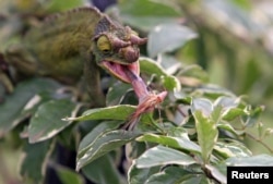 File - A three-horned "Chameleo Jacksonii" chameleon feeds on an insect at the Old World Kinyonga reptile farm in the Karen area of Kenya's capital Nairobi.