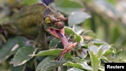 Bunglon bertanduk tiga "Chameleo Jacksonii" memakan serangga di ladang reptil Kinyonga di kawasan Karen, Nairobi, Kenya.