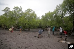 FILE - Members of Mikoko Pamoja, Swahili for 'mangroves together, plant mangrove trees in the beaches of Gazi Bay, in Kwale county, Kenya on June 12, 2022. The trees will help offset carbon dioxide released by governments and companies seeking to improve their climate credentials.