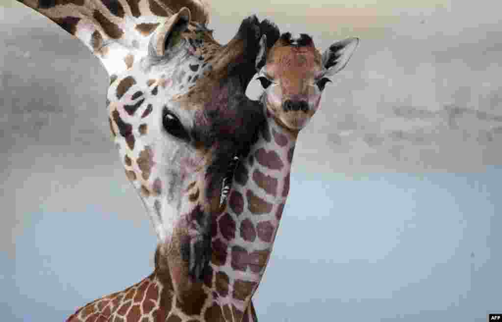Five-day-old Rothschild giraffe is seen with her mother at the zoo in Prague, Czech Republic.