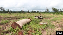 FILE - Remnants of a forest are seen cut down for a land concession in Ratanakiri Province, Cambodia, Aug. 26 2014. (Nov Povleakhena/VOA Khmer)