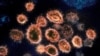 The Infodemic: Scientists Didn't Discuss Virus That Causes COVID-19 in 2008 Study