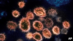 FILE - This 2020 electron microscope image provided by the National Institute of Allergy and Infectious Diseases - Rocky Mountain Laboratories shows SARS-CoV-2 virus particles which cause COVID-19, isolated from a patient in the U.S..
