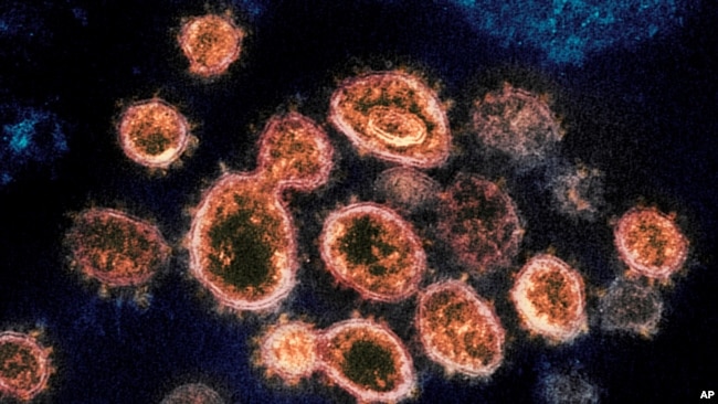 FILE - This 2020 electron microscope image provided by the National Institute of Allergy and Infectious Diseases - Rocky Mountain Laboratories shows SARS-CoV-2 virus particles which cause COVID-19, isolated from a patient in the U.S..