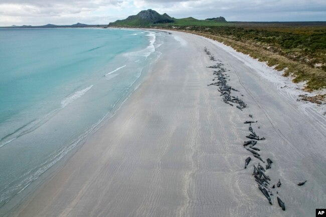 A string of dead pilot whales line the beach at Tupuangi Beach, Chatham Islands, in New Zealand's Chatham Archipelago, Saturday, Oct. 8, 2022. Some 477 pilot whales have died after stranding themselves on two remote New Zealand beaches over recent days, officials say. (Tamzin Henderson via AP)