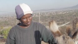 Chinese Demand Threatens South Africa’s Donkeys