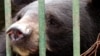 Tại các trại sản xuất mật gấu ở Việt Nam, gấu bị nhốt trong chuồng và phải chịu đựng các phẫu thuật để lấy mật từ túi mật dùng làm thuốc gia truyền.