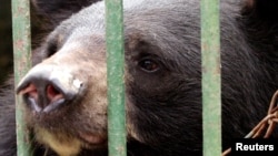 Tại các trại sản xuất mật gấu ở Việt Nam, gấu bị nhốt trong chuồng và phải chịu đựng các phẫu thuật để lấy mật từ túi mật dùng làm thuốc gia truyền.