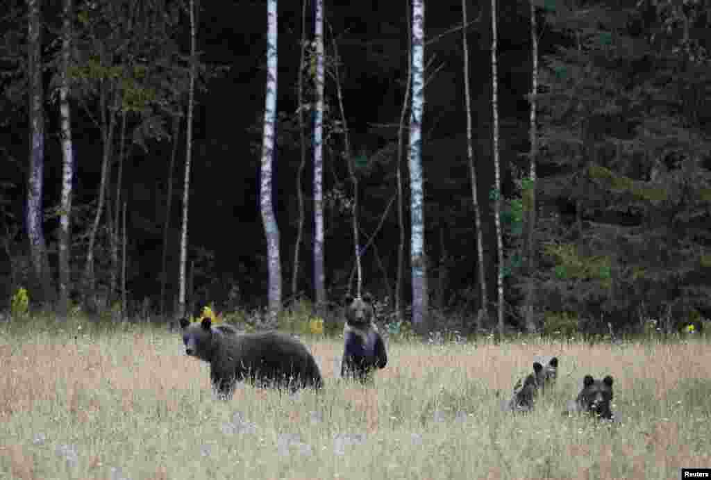 Seekor beruang coklat bersama anak-anaknya terlihat di hutan cagar biosfer di Berezinsky, dekat desa Kraitsy, timur laut Minsk, Belarus, 30 Agustus 2015.
