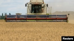 FILE - A combine harvests wheat in a field near the village of Zghurivka in Kyiv region, Ukraine. August 9, 2022. ( REUTERS/Viacheslav Musiienko/File Photo)