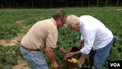 Chef Ype with farmer Chris Parker, Aug., 2014. (Julia Taboh/VOA)