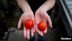 Istraživač drži paradajz sa genom uređenim vitaminom D na lijevoj strani i običan paradajz sa desne strane u John Innes Centru u Norwichu.