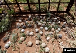 Cluster bomblets are gathered in a field in al-Tmanah town in southern Idlib countryside, Syria, May 21, 2016.