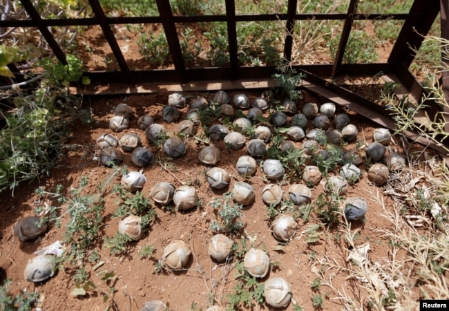 Cluster bomblets are gathered in a field in al-Tmanah town in southern Idlib countryside, Syria, May 21, 2016.