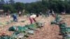 Banyak Pemilik Lahan Pertanian AS Tekan Buruh Tani Migran