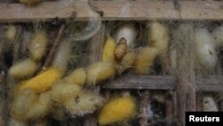 Ulat sutra dan kepompongnya di sebuah peternakan ulat sutra di desa Van Phuc, dekat Hanoi, (4/7). Penelitian baru mengindikasikan manfaat sutra sebagai pelindung dalam proses penyimpanan obat-obatan.