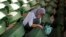A Bosnian woman cries at a coffin of her relative, one of 173 coffins of newly identified victims from the 1995 Srebrenica massacre, in the Potocari Memorial Center, near Srebrenica, July 9, 2014. 