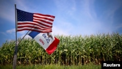 爱奥华州格兰德芒德的一个玉米田旁飘扬着美国国旗和爱奥华州州旗（2015年8月16日）