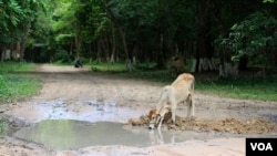 A cow is seen drinking water out of a pothole near Sambor Prei Kuk temple complex, Kampong Thom, Cambodia, July 13, 2017. (Sun Narin/VOA Khmer)