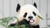 El panda gigante Qing Bao come bambú durante su debut público en el Zoológico Nacional Smithsonian en Washington, D.C., el 24 de enero de 2025.