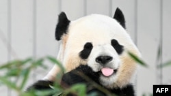 El panda gigante Qing Bao come bambú durante su debut público en el Zoológico Nacional Smithsonian en Washington, D.C., el 24 de enero de 2025.