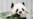 ¡Hola Bao Li y Qing Bao! Esperado debut de pareja de pandas en el Zoo Nacional de Washington