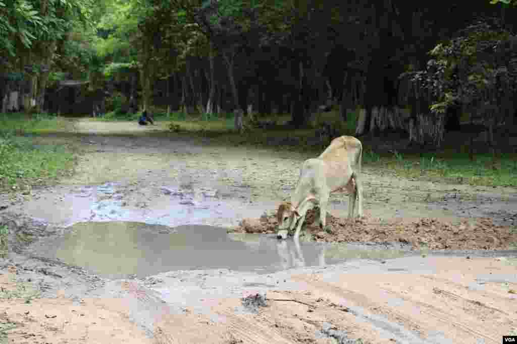 គោ​ផឹក​ទឹក​ ដែល​ដក់​លើ​ផ្លូវ​មួយ​នៅ​ក្នុង​បរិវេណ​តំបន់​ប្រាសាទសំបូរព្រៃគុក​ កាលពីថ្ងៃ​ទី​១៣​ ខែ​កក្កដា​ ឆ្នាំ​២០១៧។​ (ស៊ុន ណារិន/VOA)