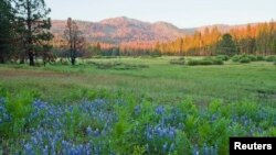 Ackerson Meadow, a 400-acre parcel of land located at the western edge of Yosemite National Park, is shown in this undated photo in California.